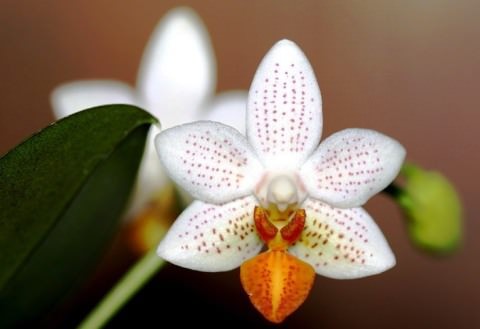 міні орхідея