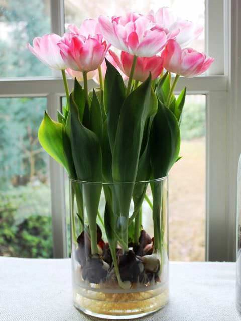 тюльпани з цибулини у скляній вазі