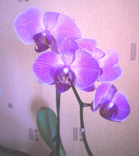 Легенда про орхідеї фото
