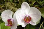 Божественні орхідеї