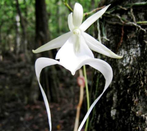 Орхідея-привид фото