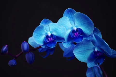 Орхідея синього кольору фото