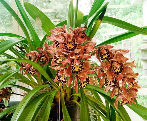 Цвітіння орхідеї цимбідіум фото 4