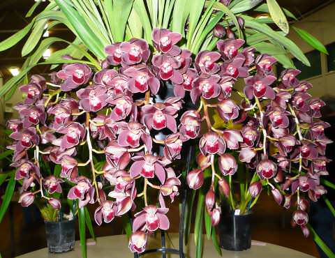 орхідея цимбідіум фото
