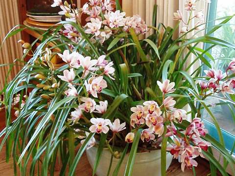 орхідея цимбідіум фото