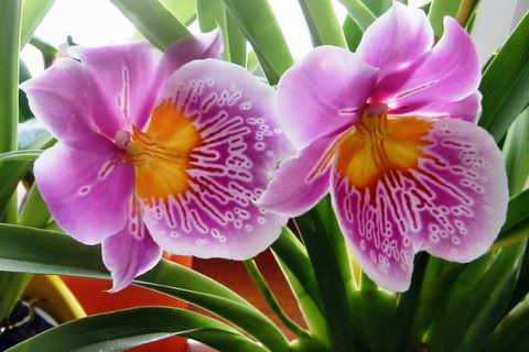 Види орхідей. Фото