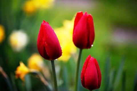 Значення кольору тюльпанів