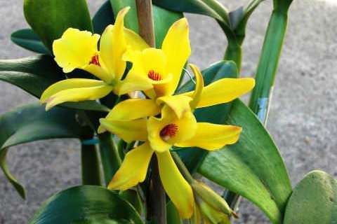 Ванільна орхідея фото