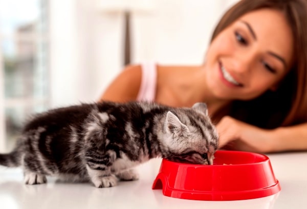 виховання та годування кошеня